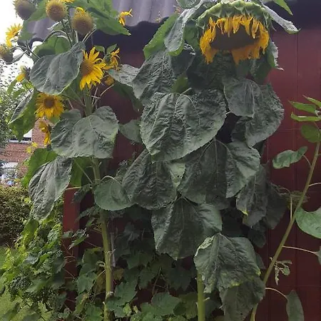 Am Fechtertor- Eingang Zum Schlosspark Apartment